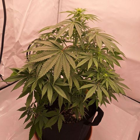Henrietta growlog timeline photo