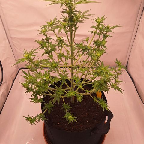 Henrietta growlog timeline photo