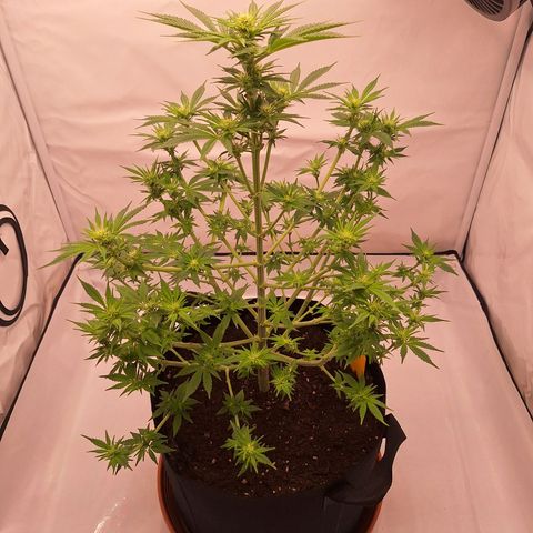 Henrietta growlog timeline photo
