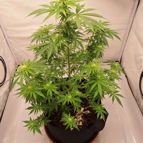 Henrietta growlog timeline photo