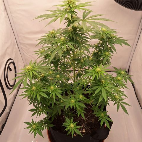 Henrietta growlog timeline photo