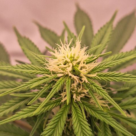 Henrietta growlog timeline photo