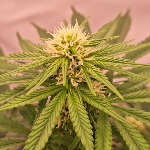 Henrietta growlog timeline photo