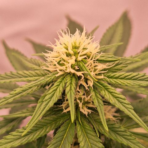 Henrietta growlog timeline photo