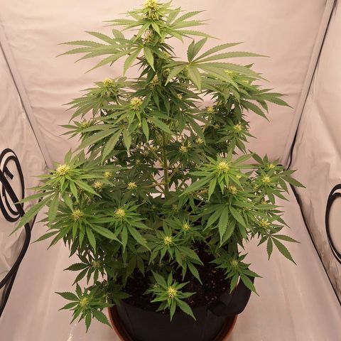 Henrietta growlog timeline photo