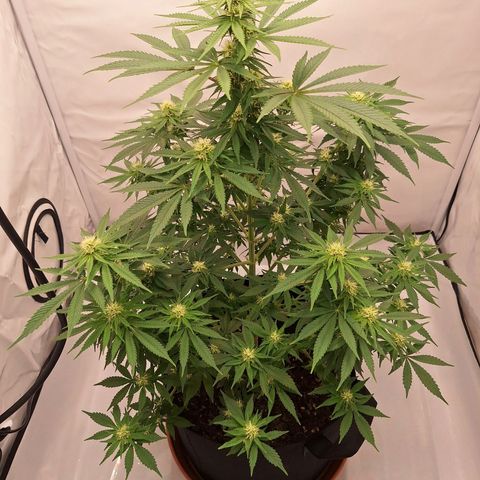 Henrietta growlog timeline photo