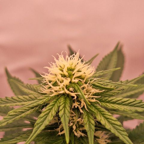 Henrietta growlog timeline photo