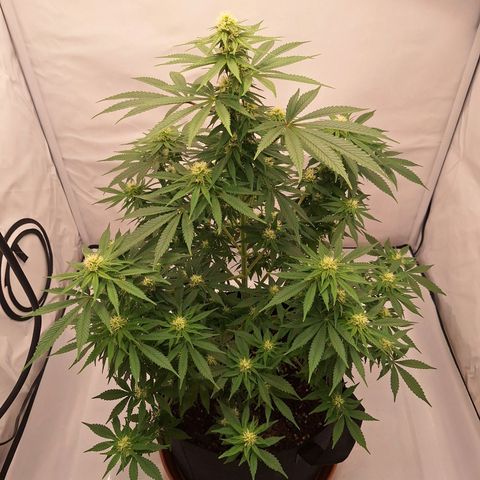 Henrietta growlog timeline photo