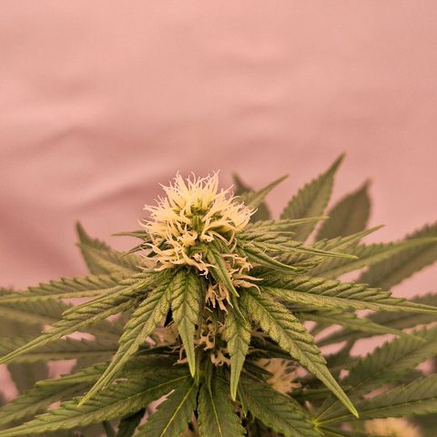 Henrietta growlog timeline photo