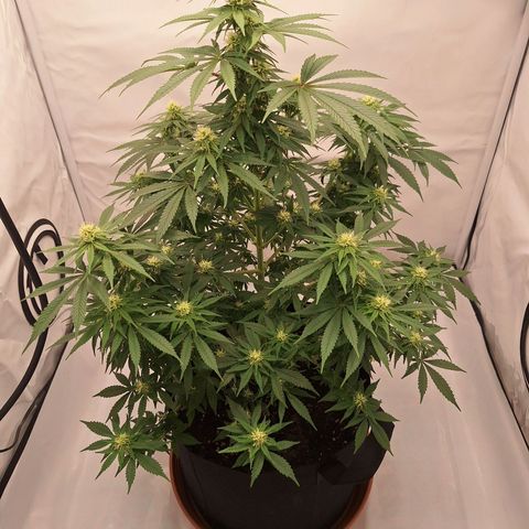 Henrietta growlog timeline photo