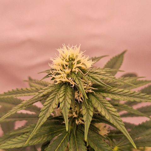 Henrietta growlog timeline photo