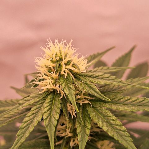 Henrietta growlog timeline photo