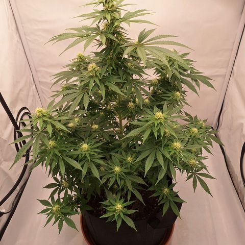 Henrietta growlog timeline photo