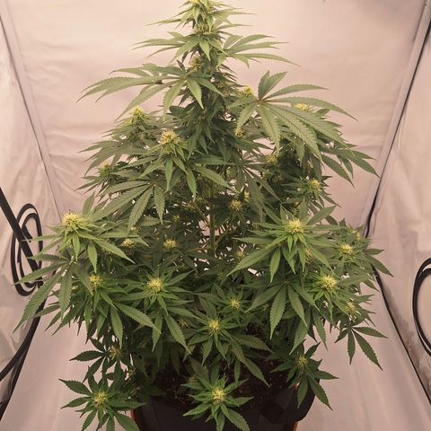 Henrietta growlog timeline photo