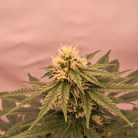 Henrietta growlog timeline photo