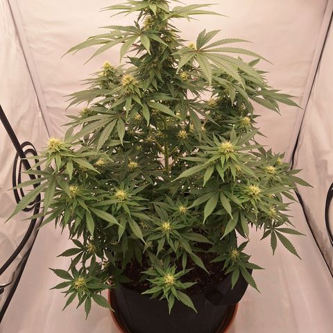 Henrietta growlog timeline photo