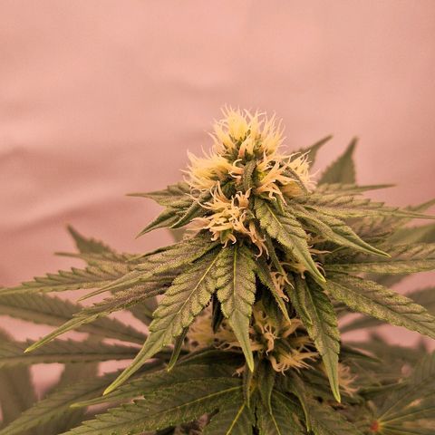 Henrietta growlog timeline photo