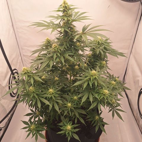 Henrietta growlog timeline photo