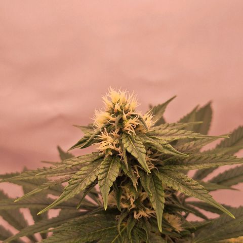 Henrietta growlog timeline photo