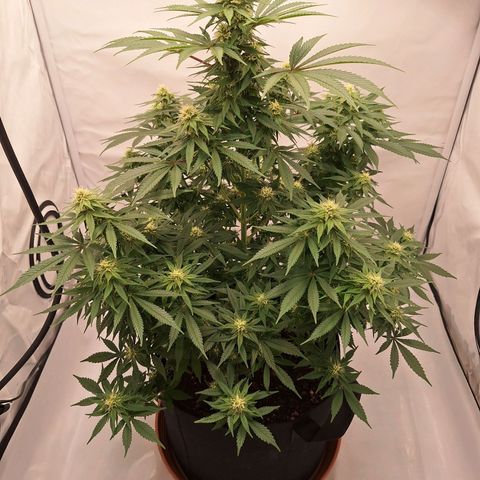 Henrietta growlog timeline photo