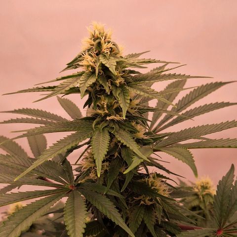 Henrietta growlog timeline photo