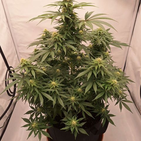 Henrietta growlog timeline photo