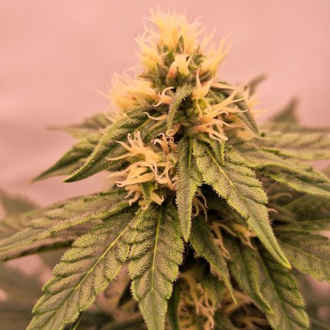 Henrietta growlog timeline photo