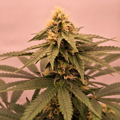 Henrietta growlog timeline photo