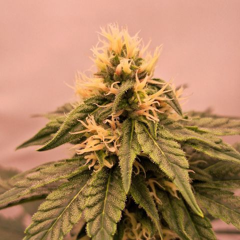 Henrietta growlog timeline photo