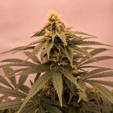 Henrietta growlog timeline photo