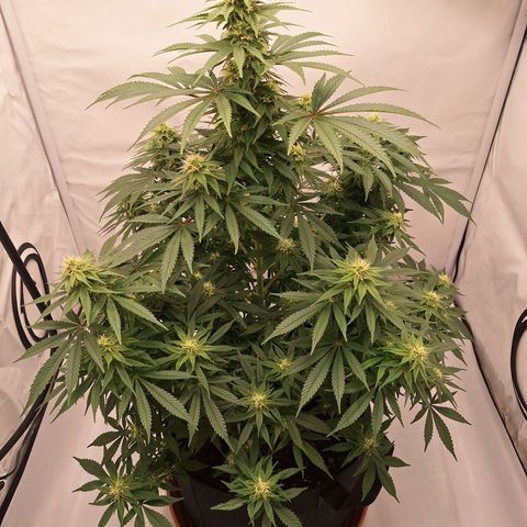 Henrietta growlog timeline photo