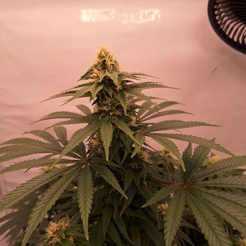 Henrietta growlog timeline photo