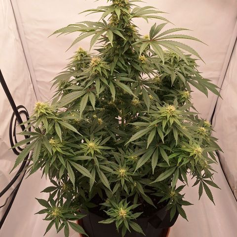 Henrietta growlog timeline photo