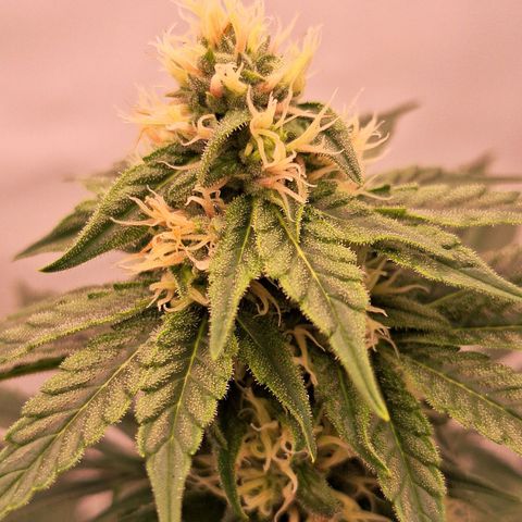 Henrietta growlog timeline photo