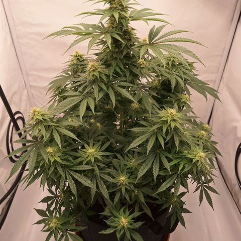 Henrietta growlog timeline photo