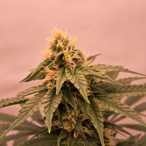 Henrietta growlog timeline photo