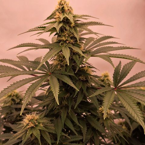 Henrietta growlog timeline photo