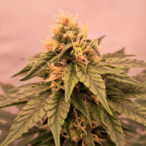 Henrietta growlog timeline photo