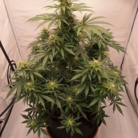 Henrietta growlog timeline photo