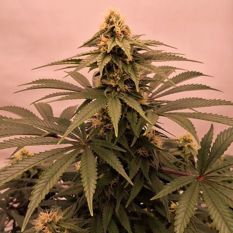 Henrietta growlog timeline photo