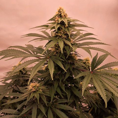 Henrietta growlog timeline photo