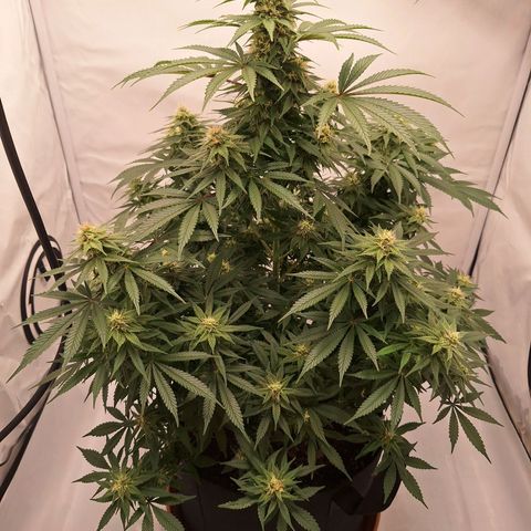 Henrietta growlog timeline photo
