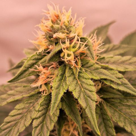 Henrietta growlog timeline photo