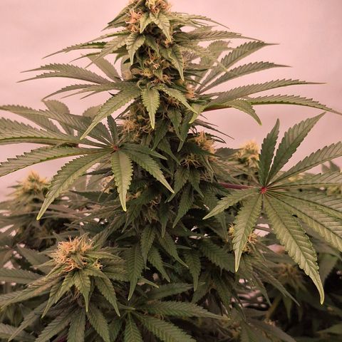 Henrietta growlog timeline photo