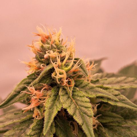 Henrietta growlog timeline photo