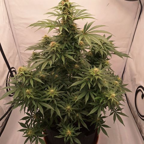 Henrietta growlog timeline photo