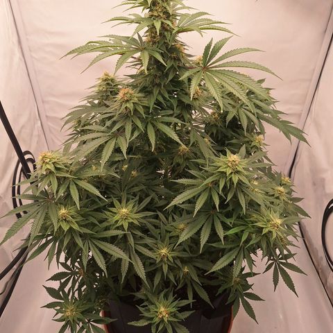 Henrietta growlog timeline photo