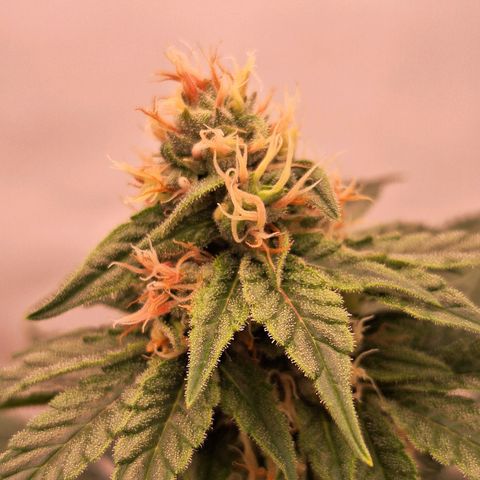 Henrietta growlog timeline photo