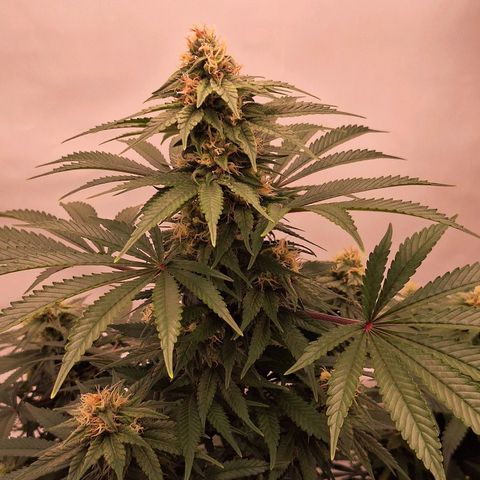 Henrietta growlog timeline photo
