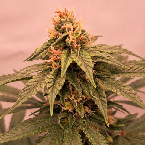 Henrietta growlog timeline photo